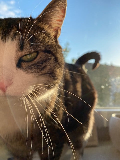 Warum auf Calicove-Shirts nicht zufällig eine Katze drauf ist